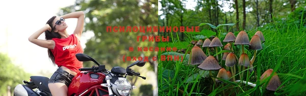 индика Богородицк
