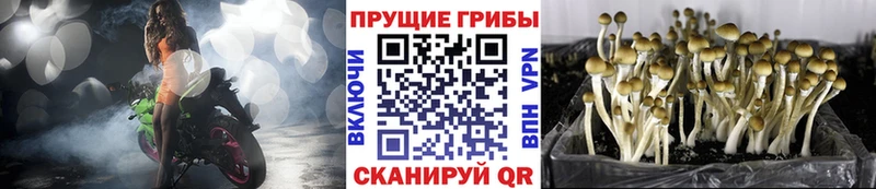 Псилоцибиновые грибы GOLDEN TEACHER  MEGA сайт  Калининград 